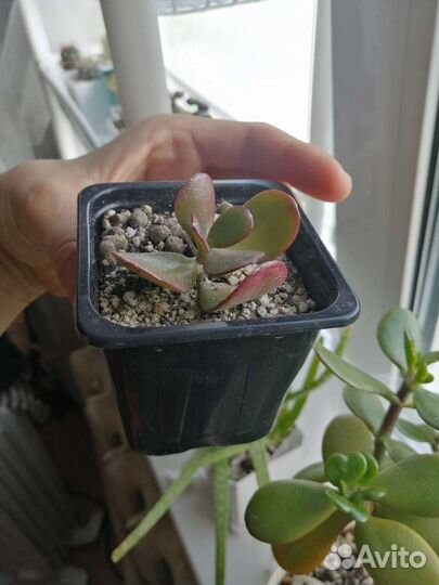 Крассула овата/денежное дерево