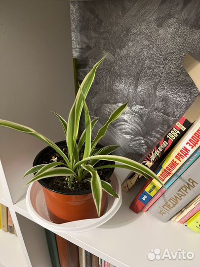 Хлорофитум разные виды