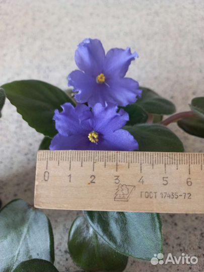 Молодые фиалки