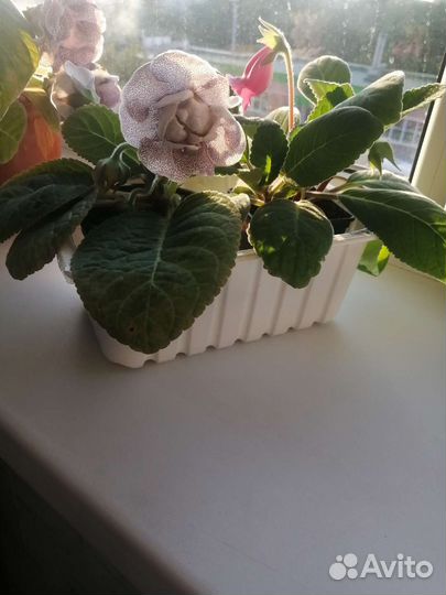 Глоксиния махровая