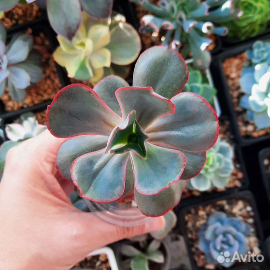 Редкие суккуленты часть 1