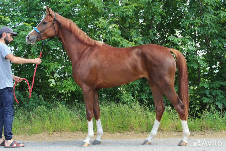 Арабская кобыла