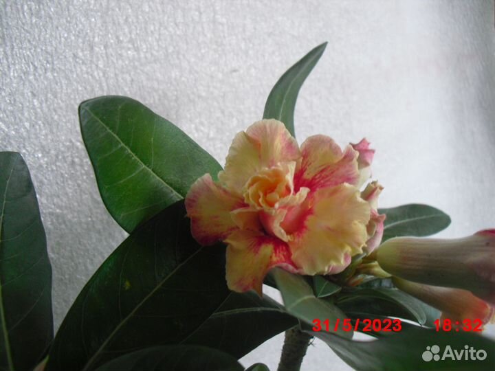 Адениум привитый