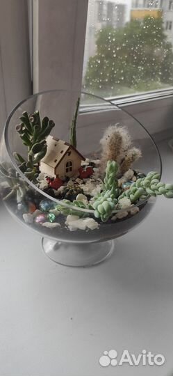 Флорариум, цветущие кактусы, суккуленты