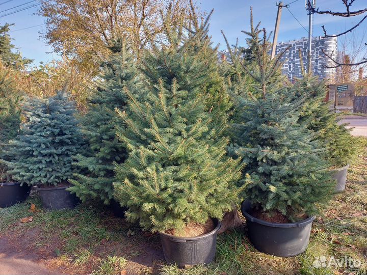 Живые елки в горшке с закрытой корневой системой i