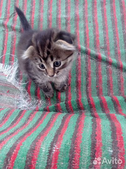 Котята в хорошие руки