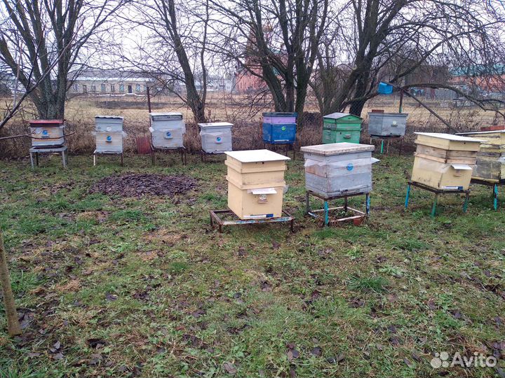 Продам пчелосемьи