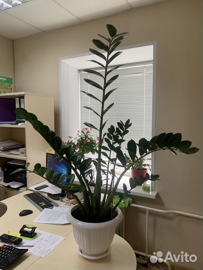 Продается цветок