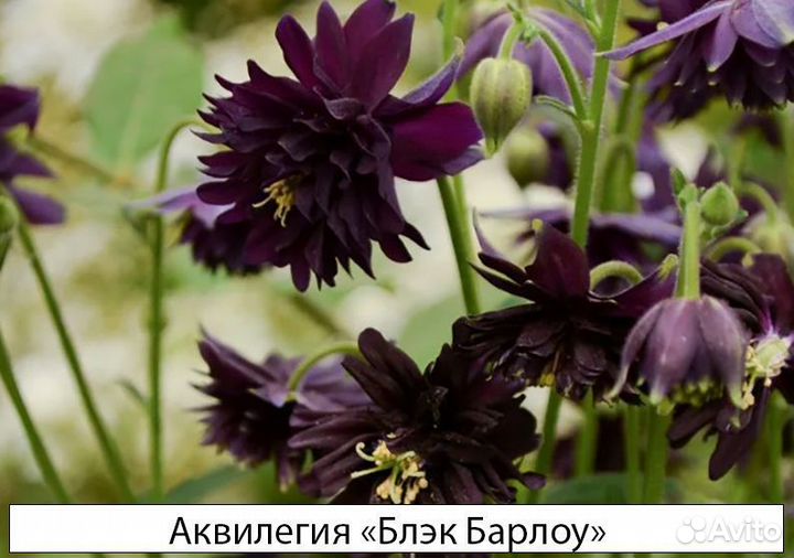 Травянистые в ассортименте