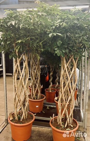 Пальма,Драцена,Юкка