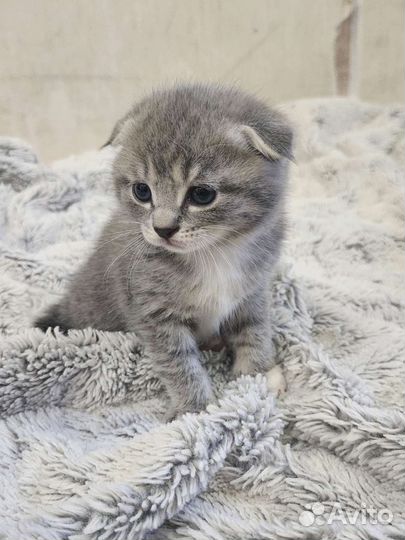 Вислоухие котята в добрые руки