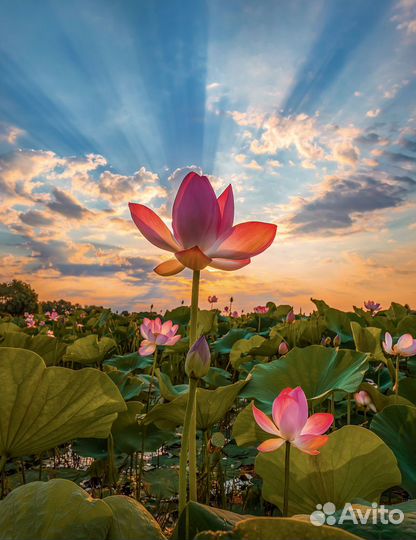 Экскурсии на Лотосовые поля (лотосы) в Астрахани