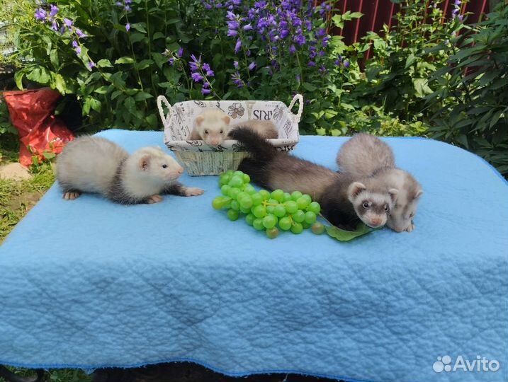 Хорьки. Привиты. Доставка