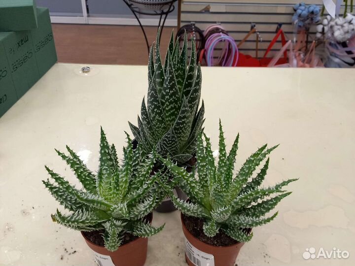 Кактусы и суккуленты