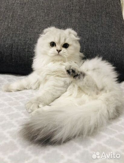 Шотландские котята 2,5 месяца