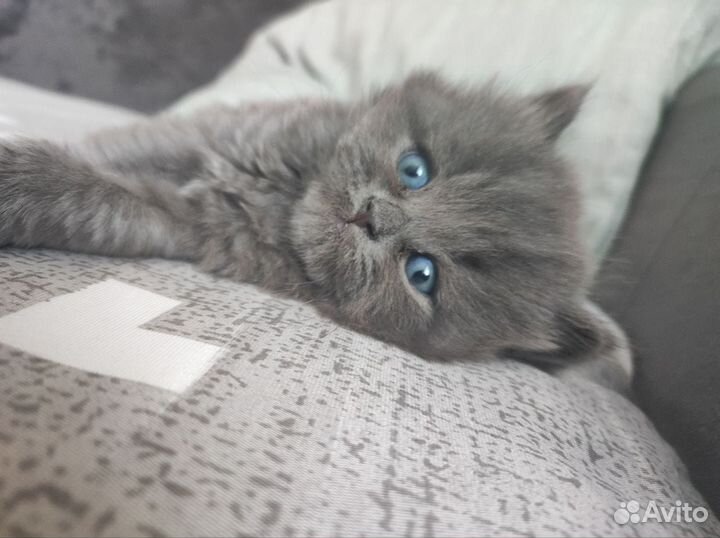 Британская