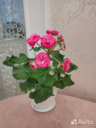 Пеларгония герань сортовая