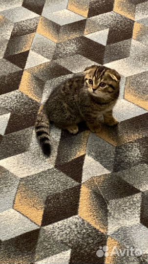 Шотландская вислоухая