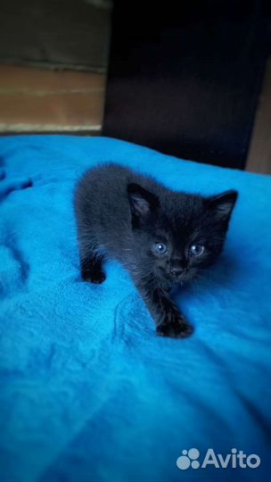 Котята Бомбейской породы