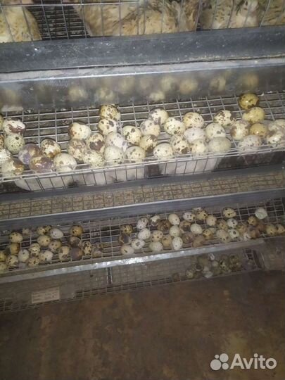 Перепела несушки