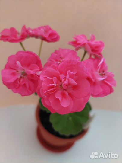 Пеларгония розебудная