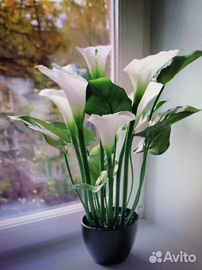 Калла белая Эфиопская-саженцы