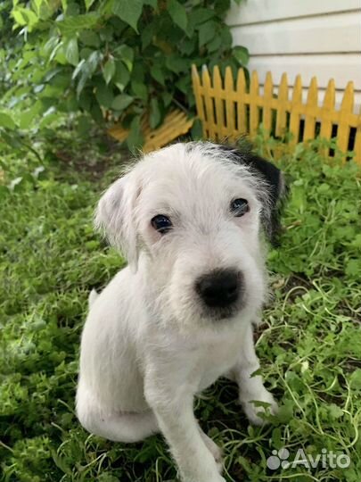 Щенки парсон рассел терьер