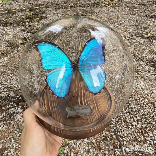 Сувенир бабочка Morpho didius из Перу натуральная