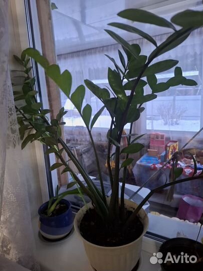 Замиокулькас