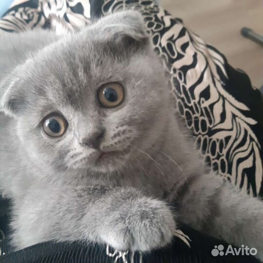 Шотландская вислоухая
