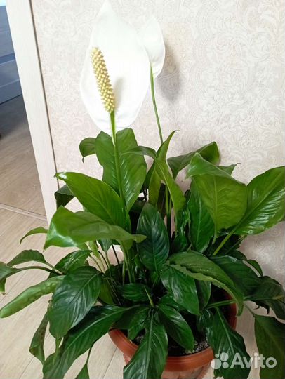 Спатифиллум