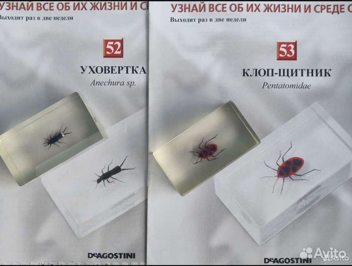 Насекомые и их знакомые