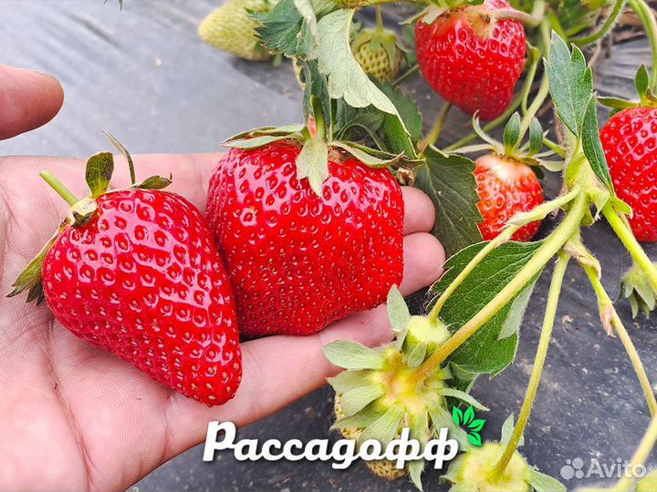 Рассада клубники. Опт от 64 шт