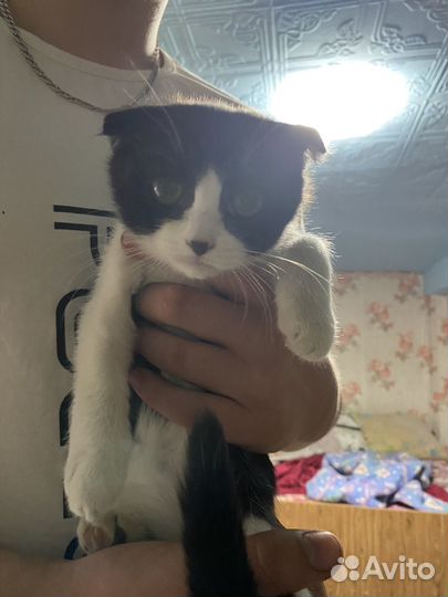 Кошки в добрые руки бесплатно