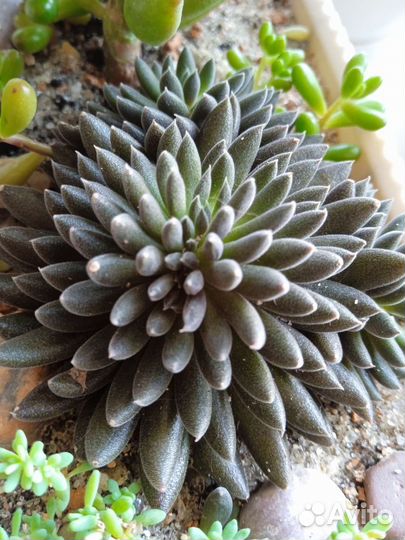 Кактусы и суккуленты