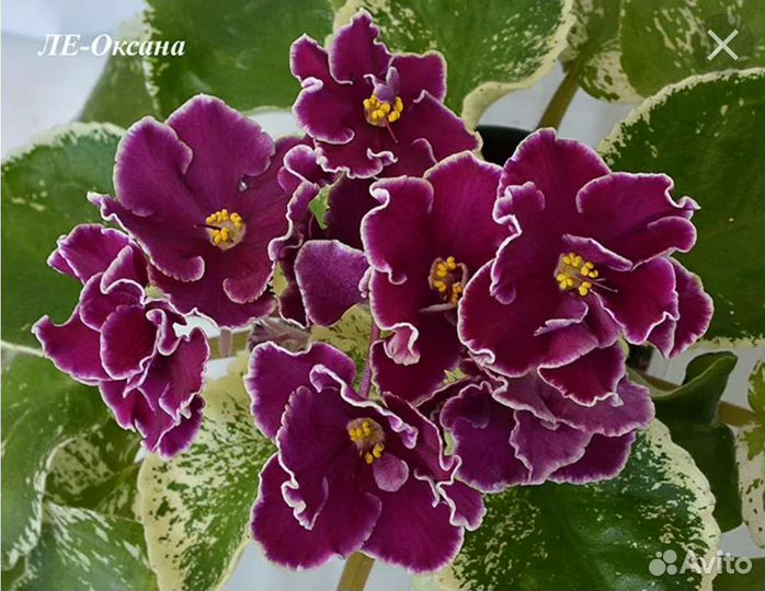 Листики фиалок