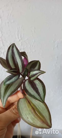 Традесканция разная