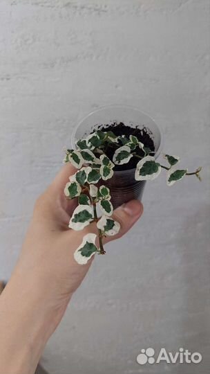 Растения: филодендрон, Спатифиллум, фикус пумила