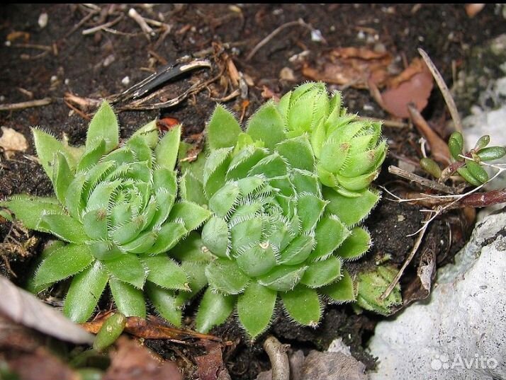 Борода Юпитера (бородник)