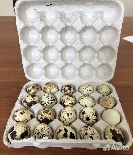 Контейнер для перепелиных яиц