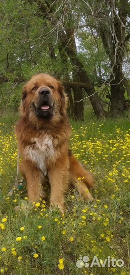 Пух-очес (тибетский мастиф)