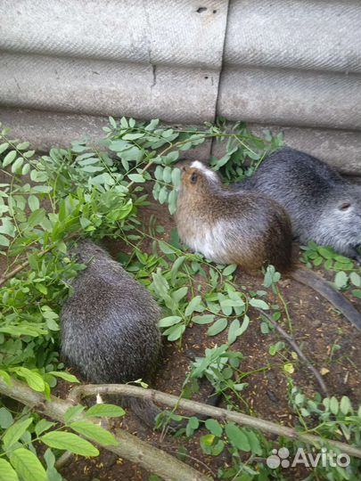 Животные грызуны