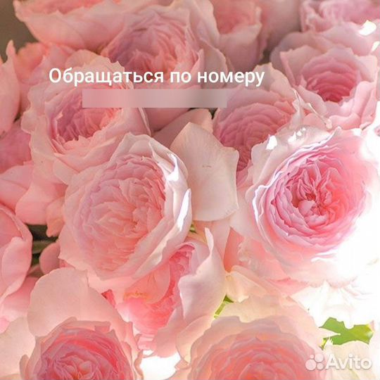 Саженцы роз