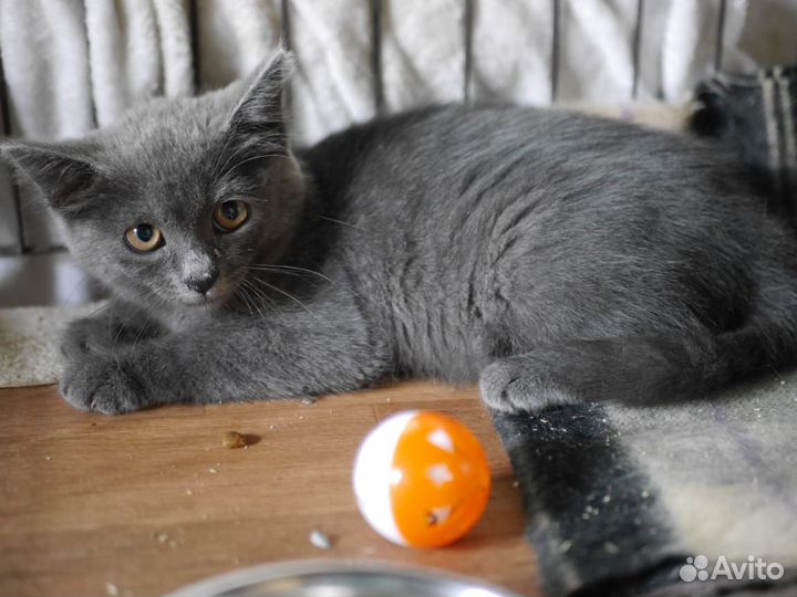 Отдам в добрые руки маленькую девочку