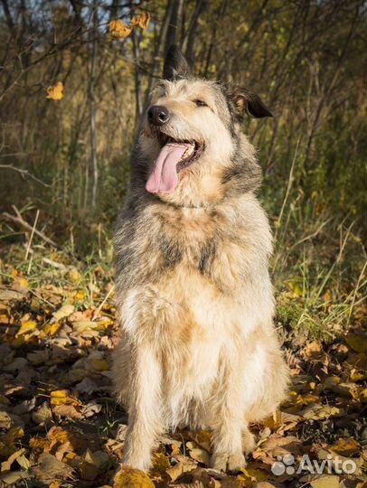 Терьеристая Эсса ищет дом