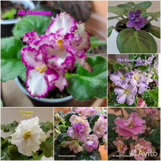 Фиалки сортовые