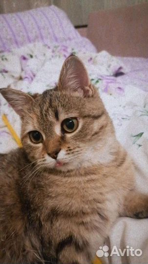 Кошка в добрые руки