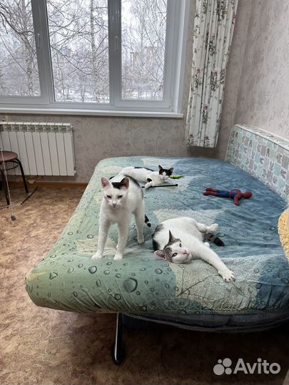 Его хотели усыпить