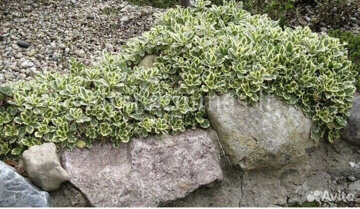 Арабис кавказский вариегата