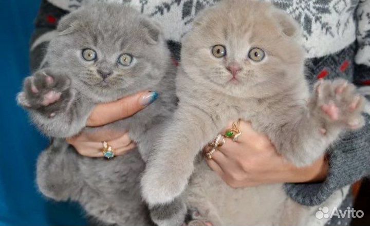 Шотландские супер плюшевые голубые котята